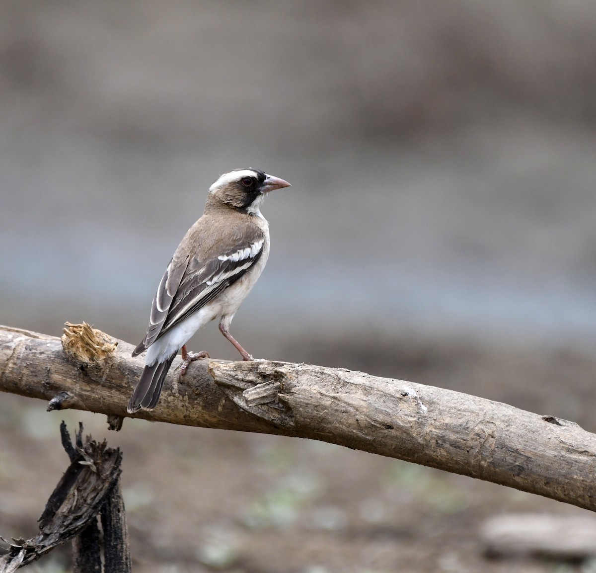 White-browed Sparrow-Weaver - Jack  Bushong