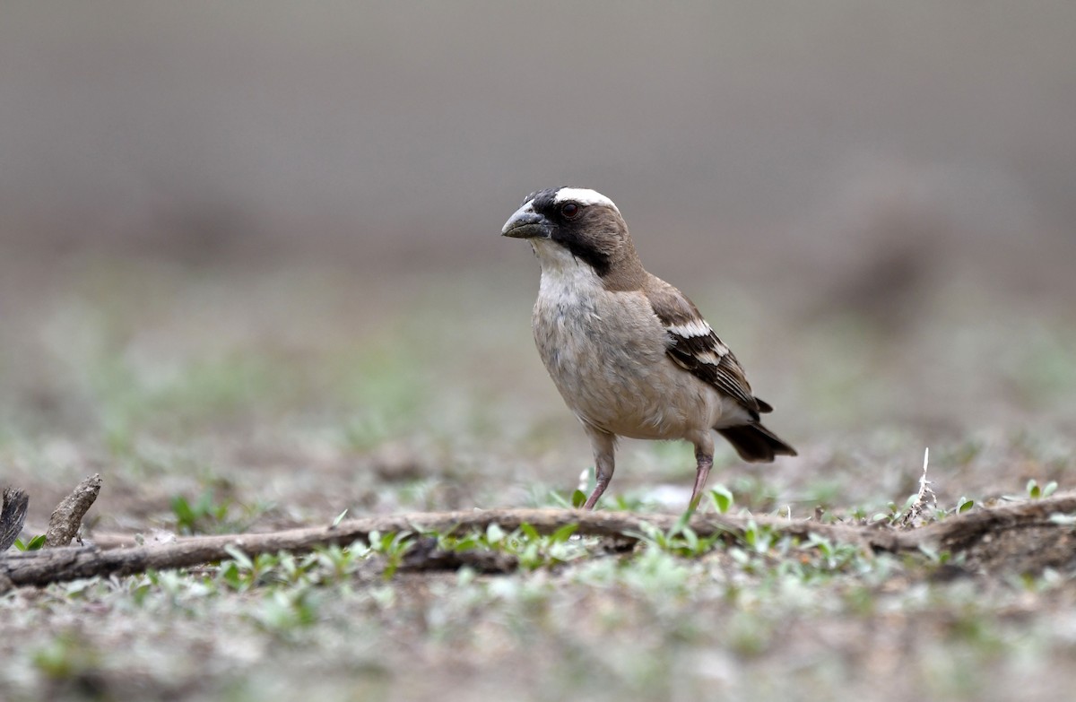White-browed Sparrow-Weaver - ML611661544