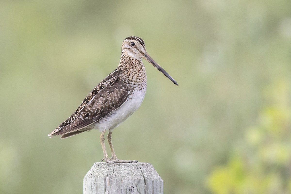 Wilson's Snipe - ML611661628