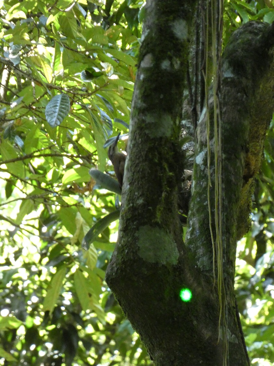 White-throated Woodcreeper - ML611661632