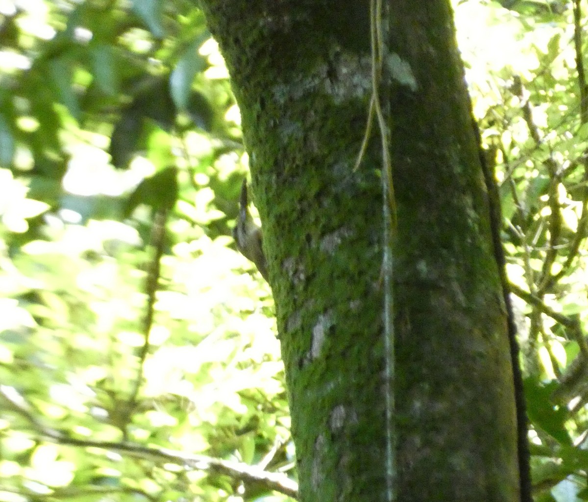 White-throated Woodcreeper - ML611661637