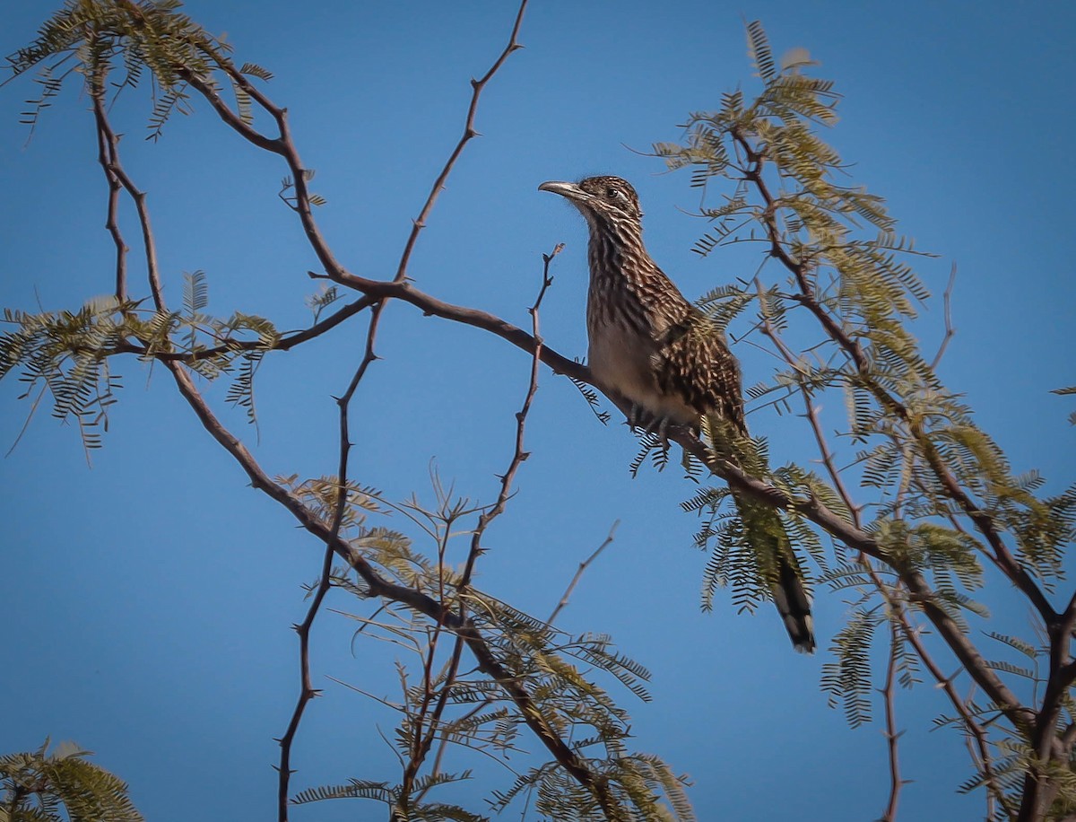 Greater Roadrunner - ML611661765