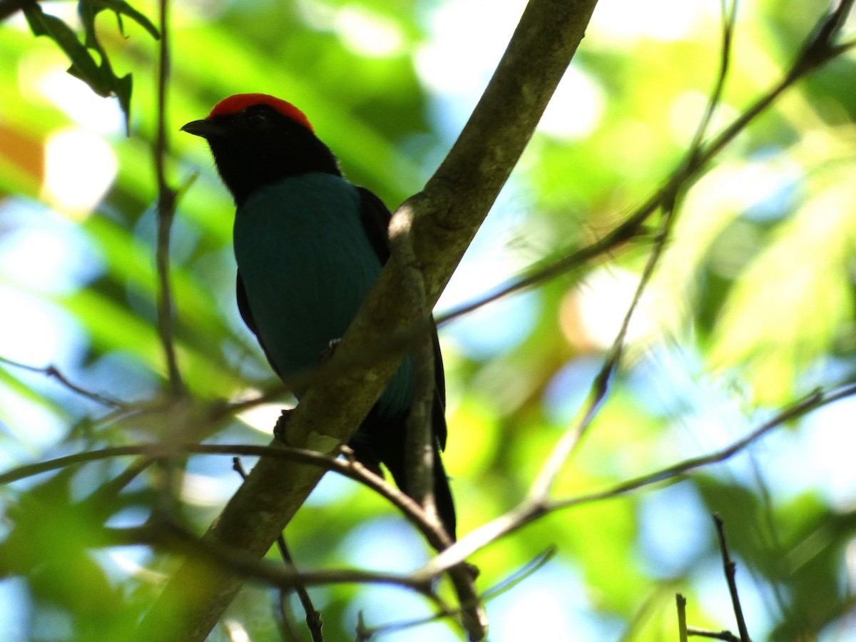 Swallow-tailed Manakin - ML611661845