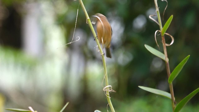 Cinereous Conebill - ML611661862