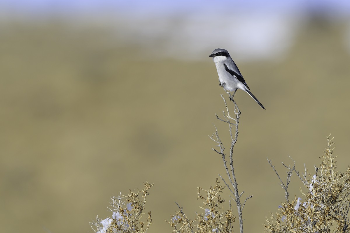 Loggerhead Shrike - ML611661908