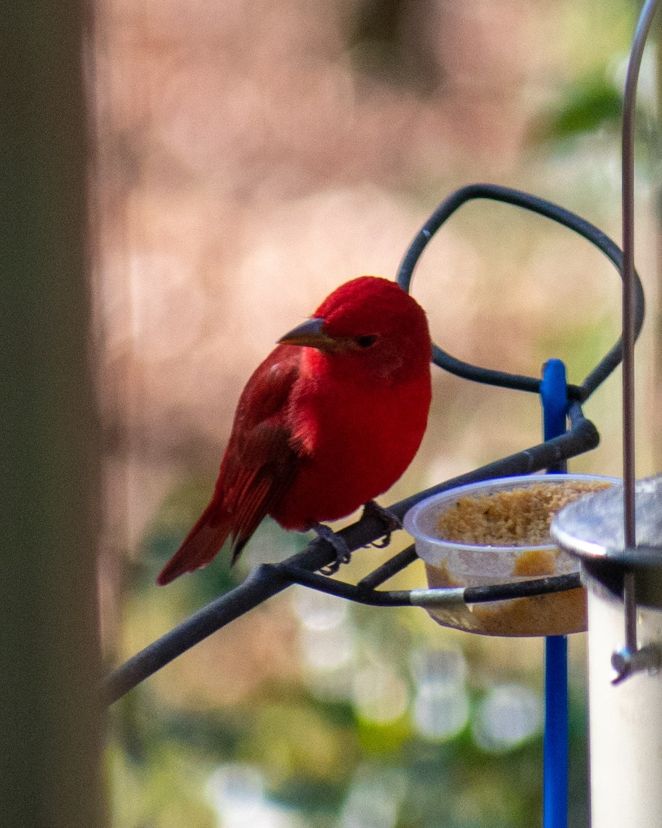 Summer Tanager - ML611661943