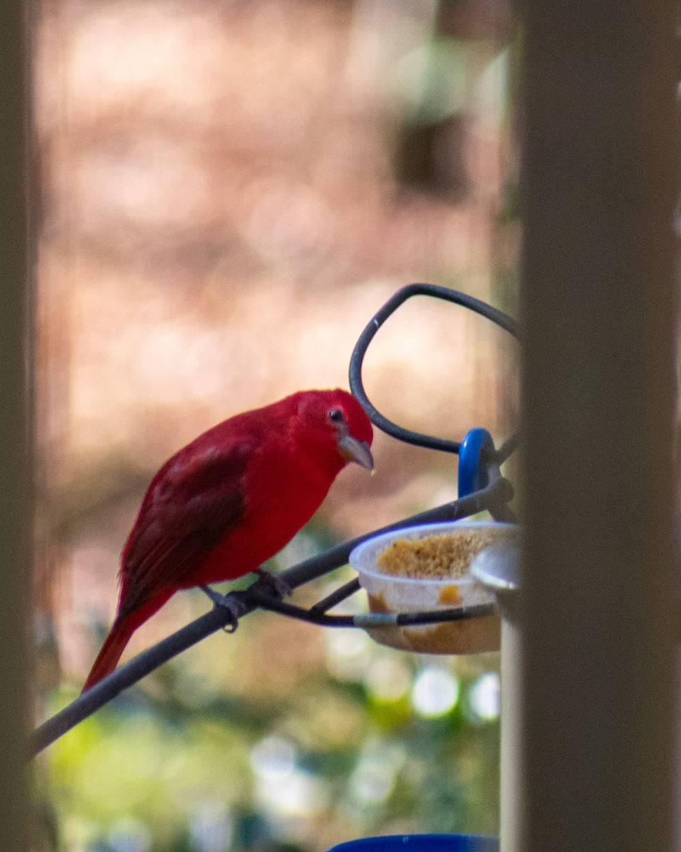 Summer Tanager - ML611661944