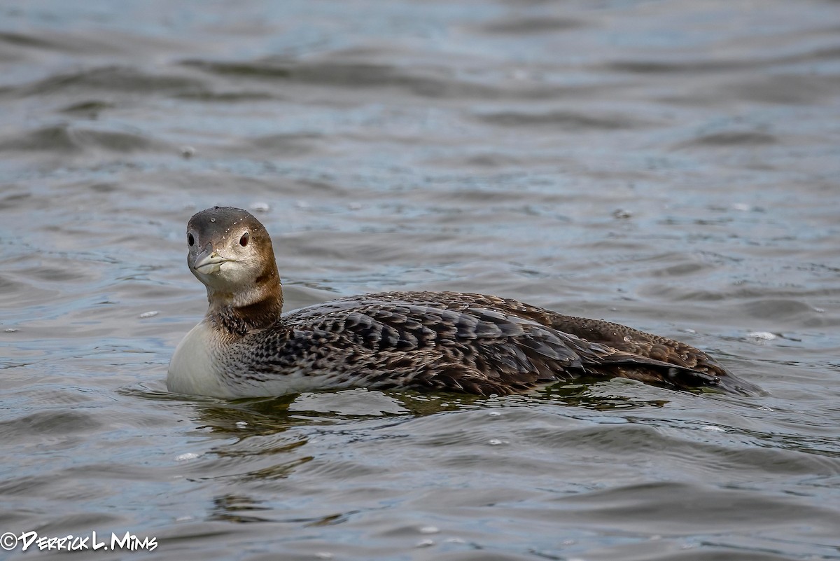 Common Loon - Derrick Mims