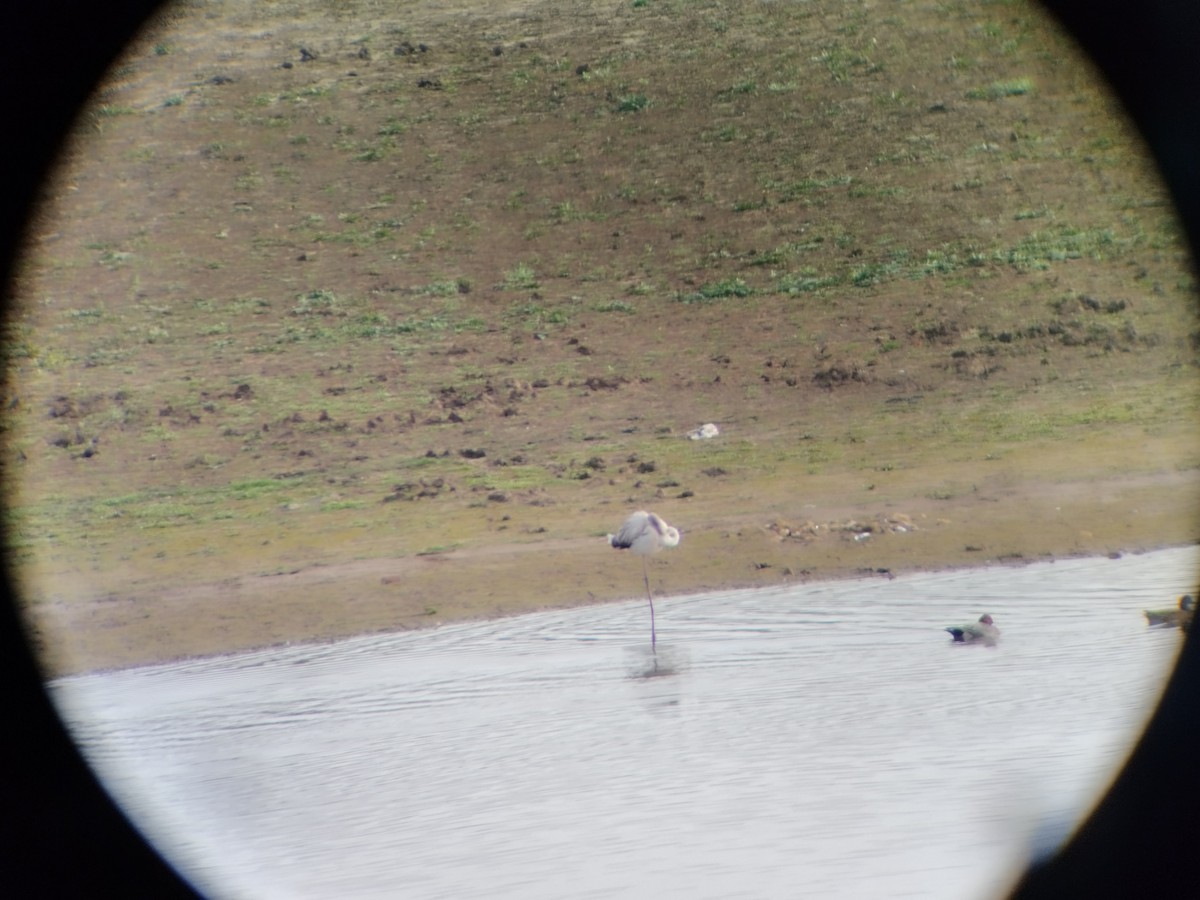 Ягаан нал - ML611662015