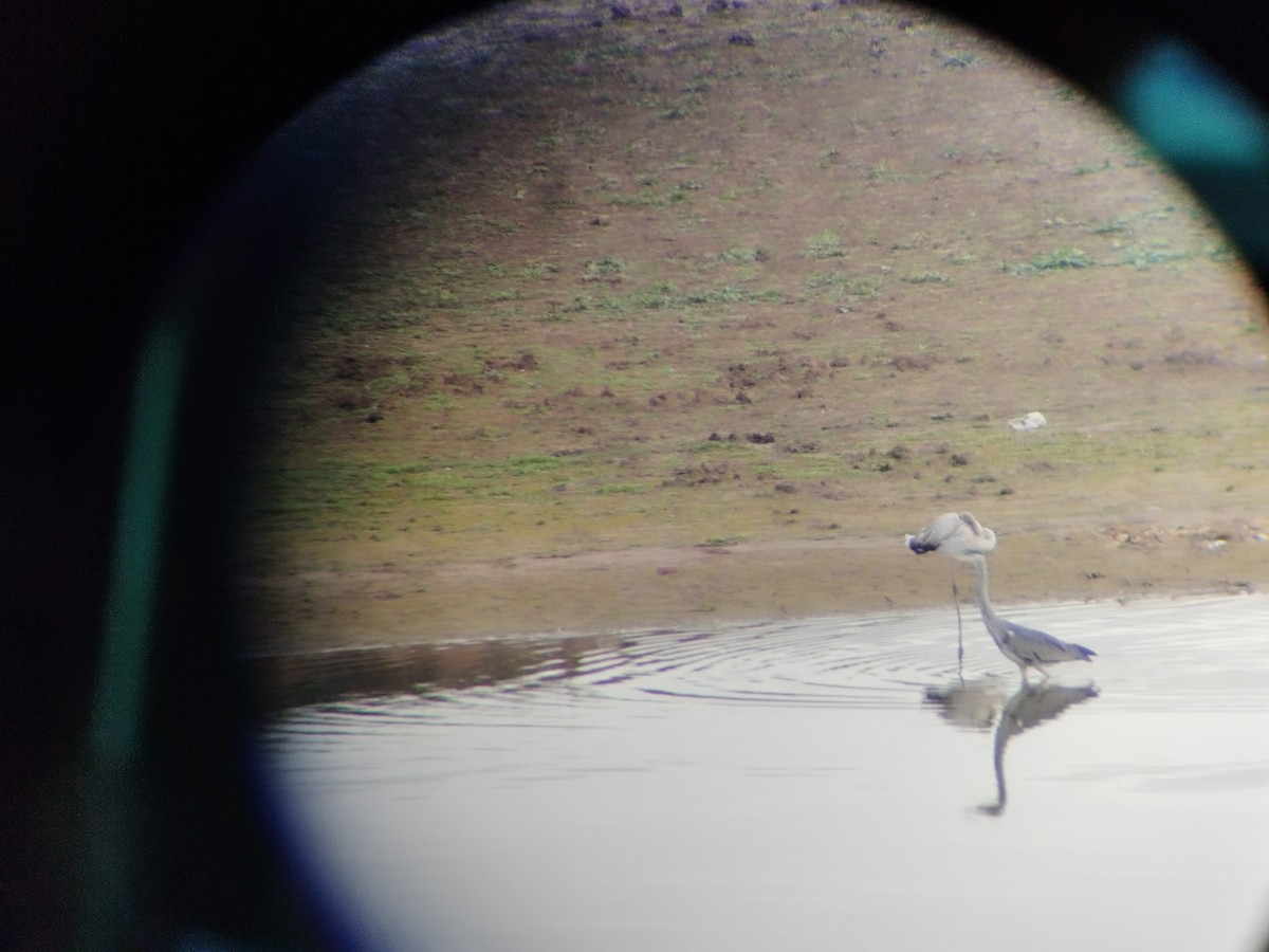 Ягаан нал - ML611662016