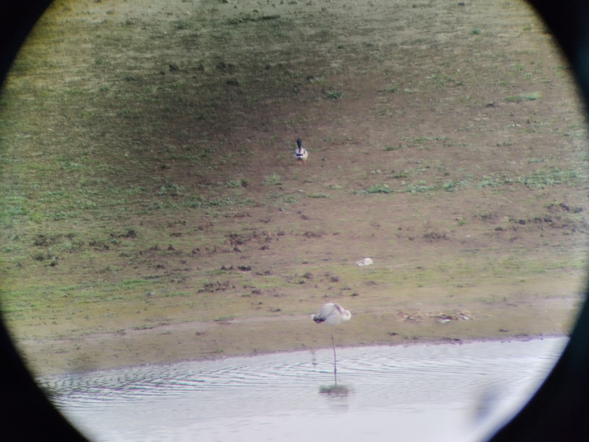 Ягаан нал - ML611662017