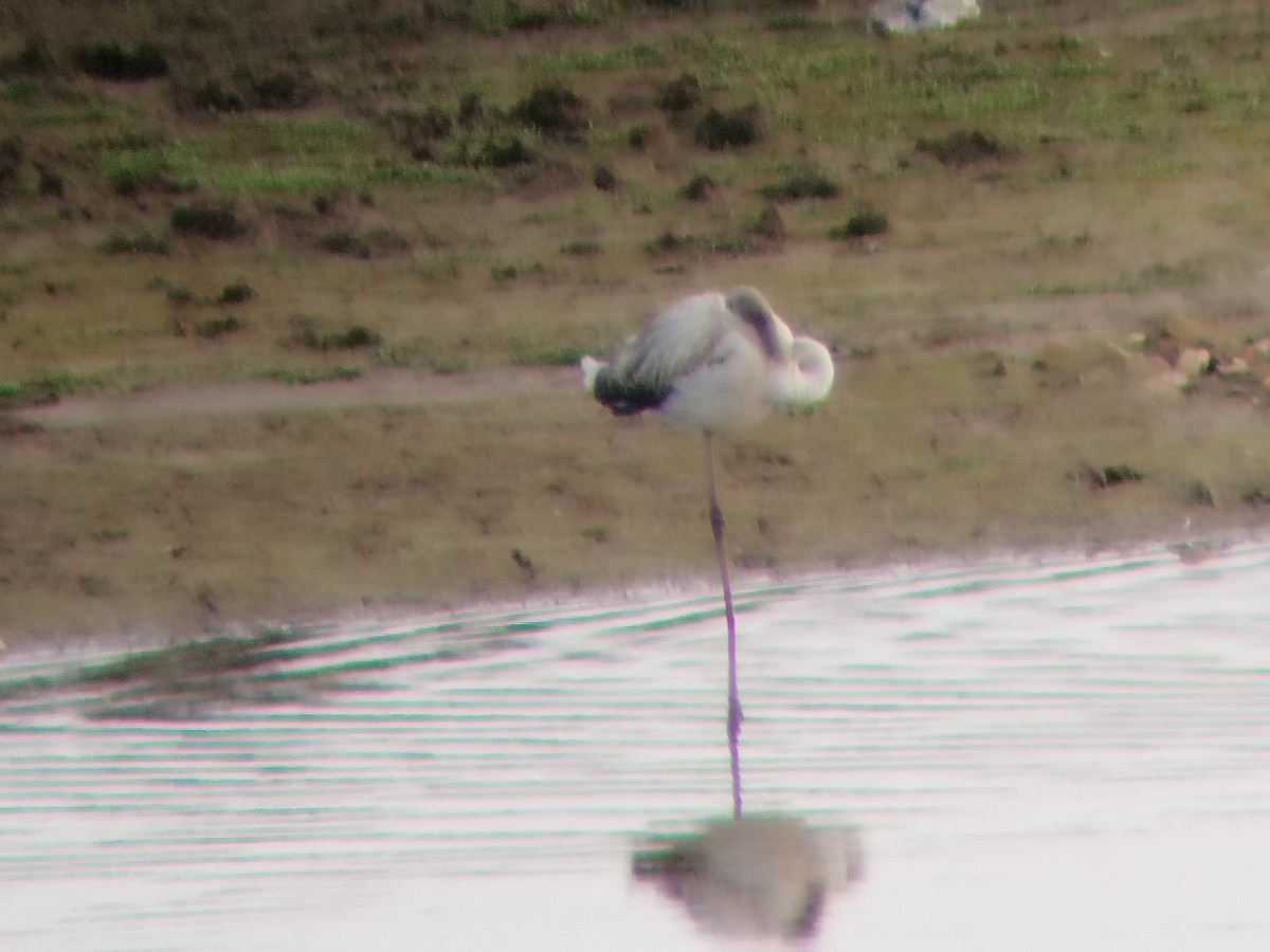 Ягаан нал - ML611662018