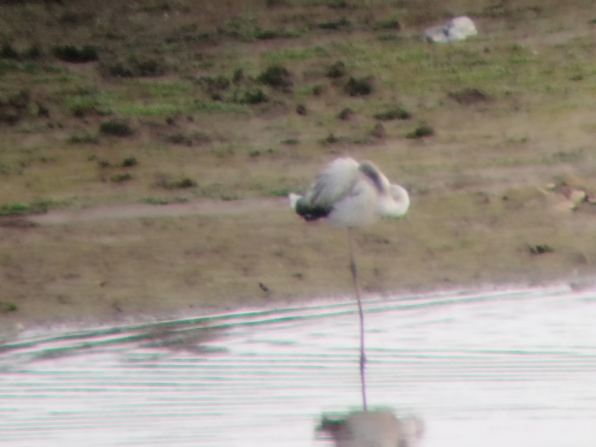 Ягаан нал - ML611662019