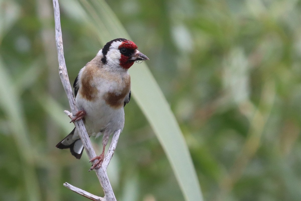 European Goldfinch - Eric DeFonso 🦑