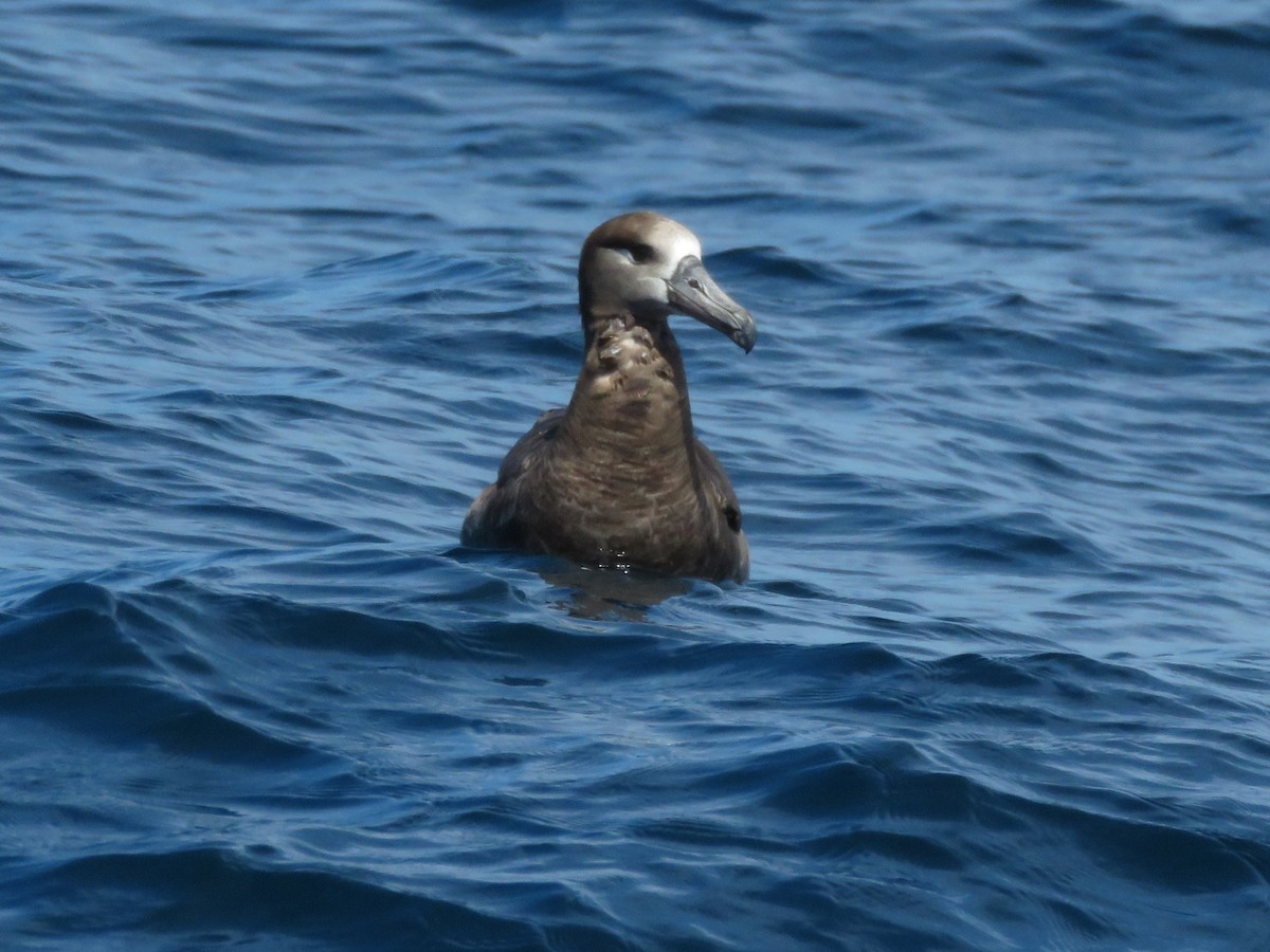 Albatros à pieds noirs - ML611662242