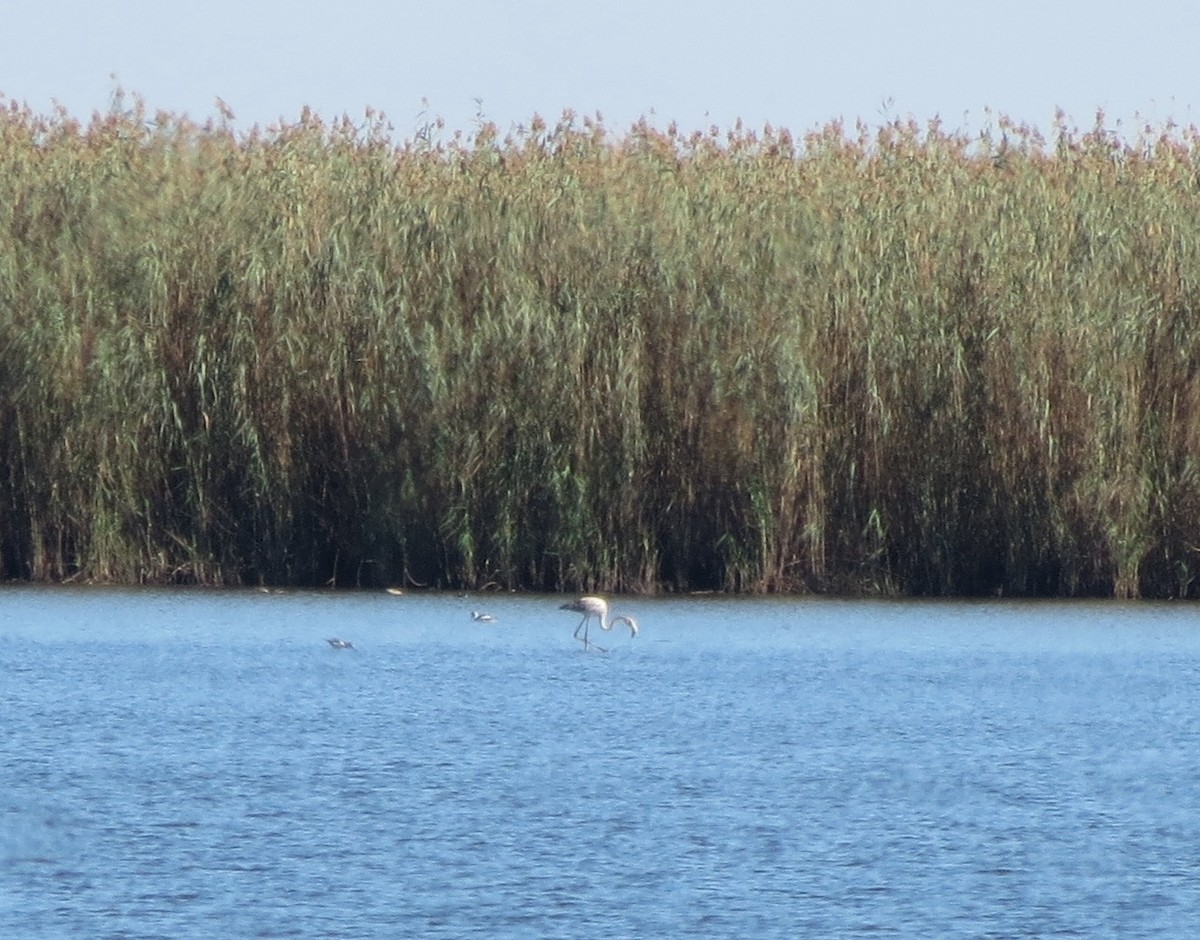 American Flamingo - ML611662430