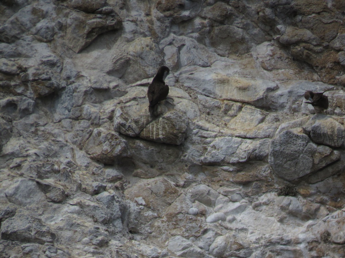 Blue-footed Booby - Tim Earl