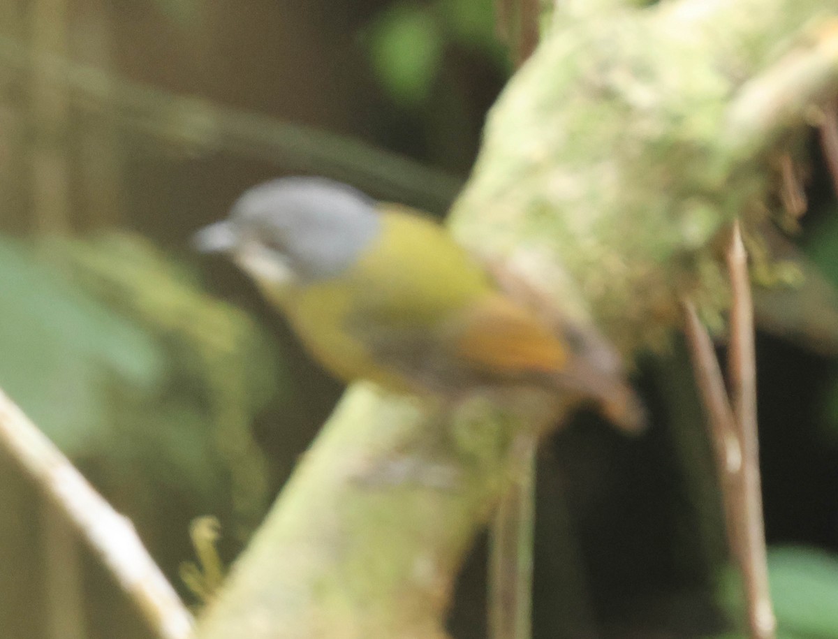 Green-backed Robin - ML611662528