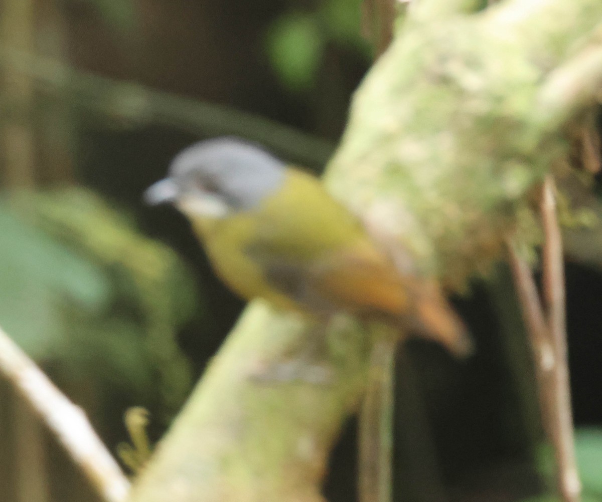 Green-backed Robin - ML611662529