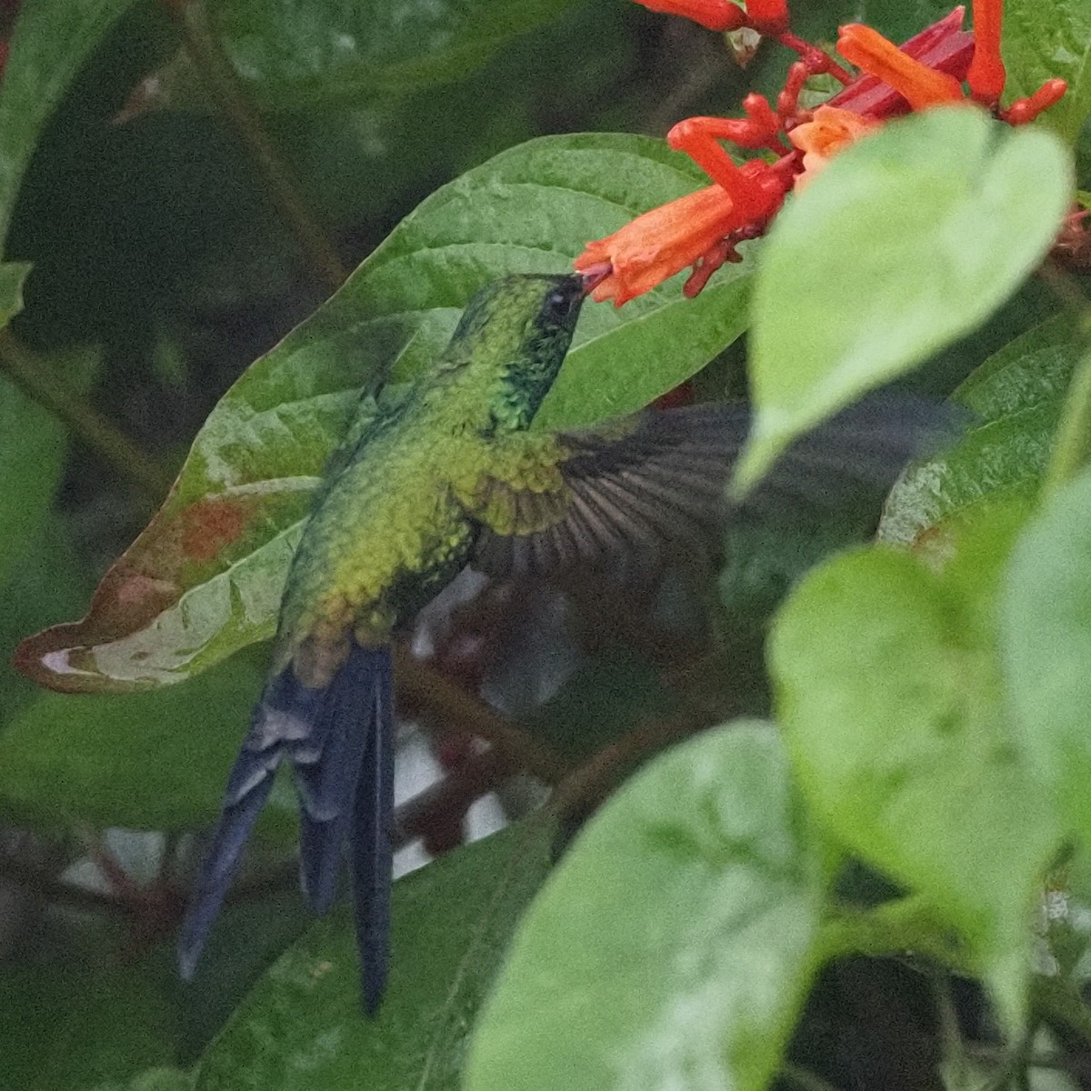 Cozumel Emerald - ML611662568