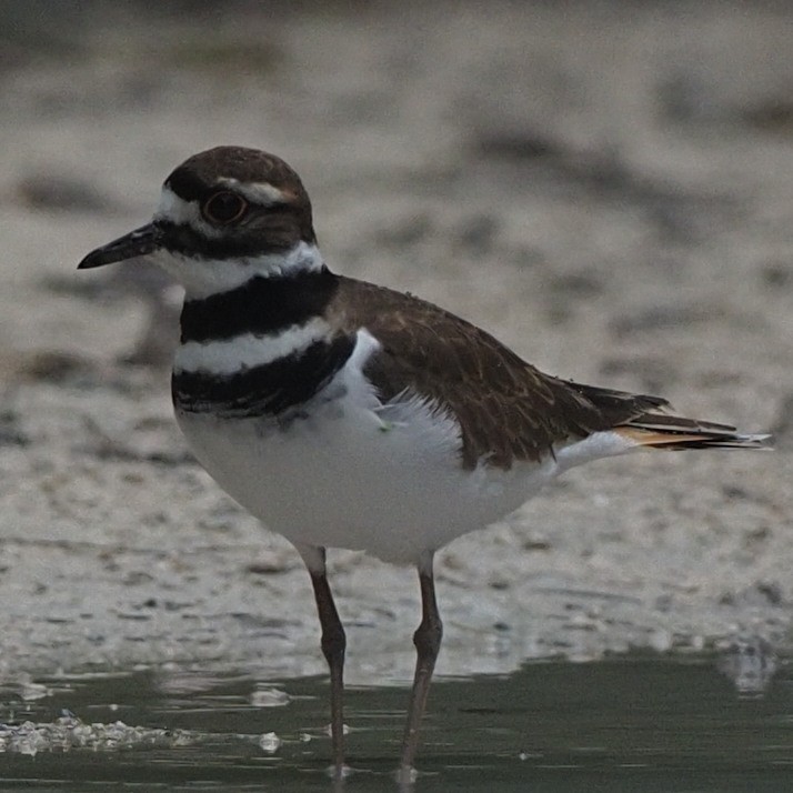 Killdeer - ML611662571