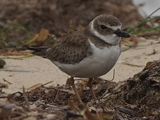 Wilson's Plover - ML611662577