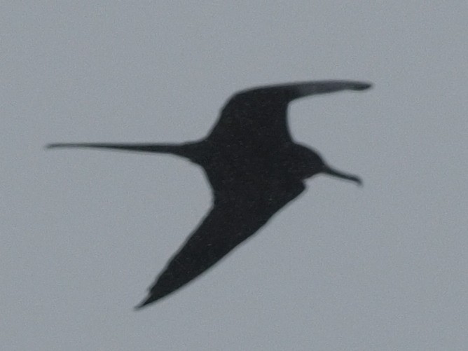 Magnificent Frigatebird - ML611662584