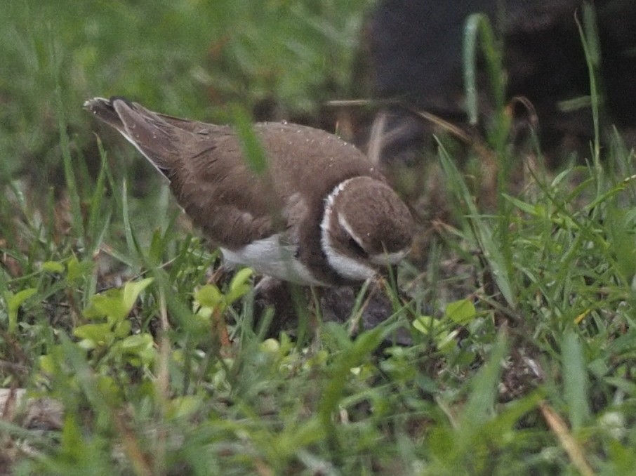 Semipalmated Plover - ML611662604