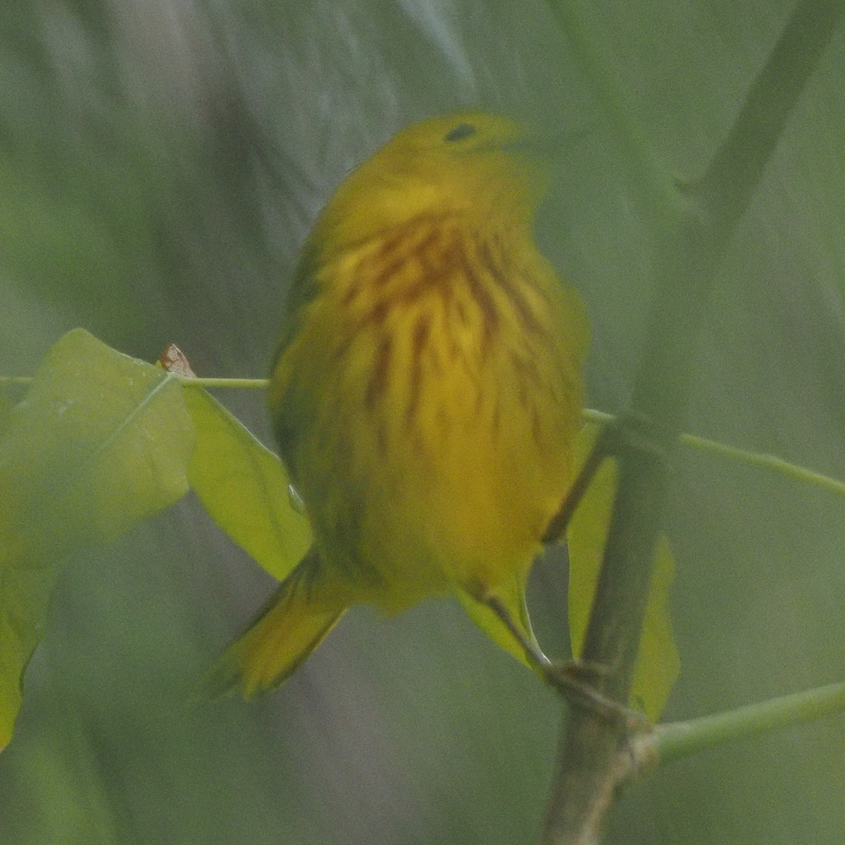 Yellow Warbler (Golden) - ML611662607