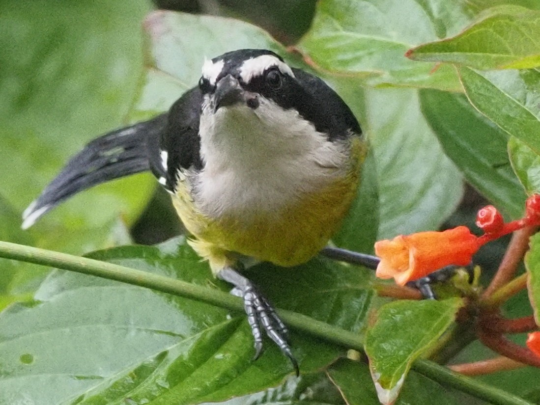 Bananaquit - ML611662608