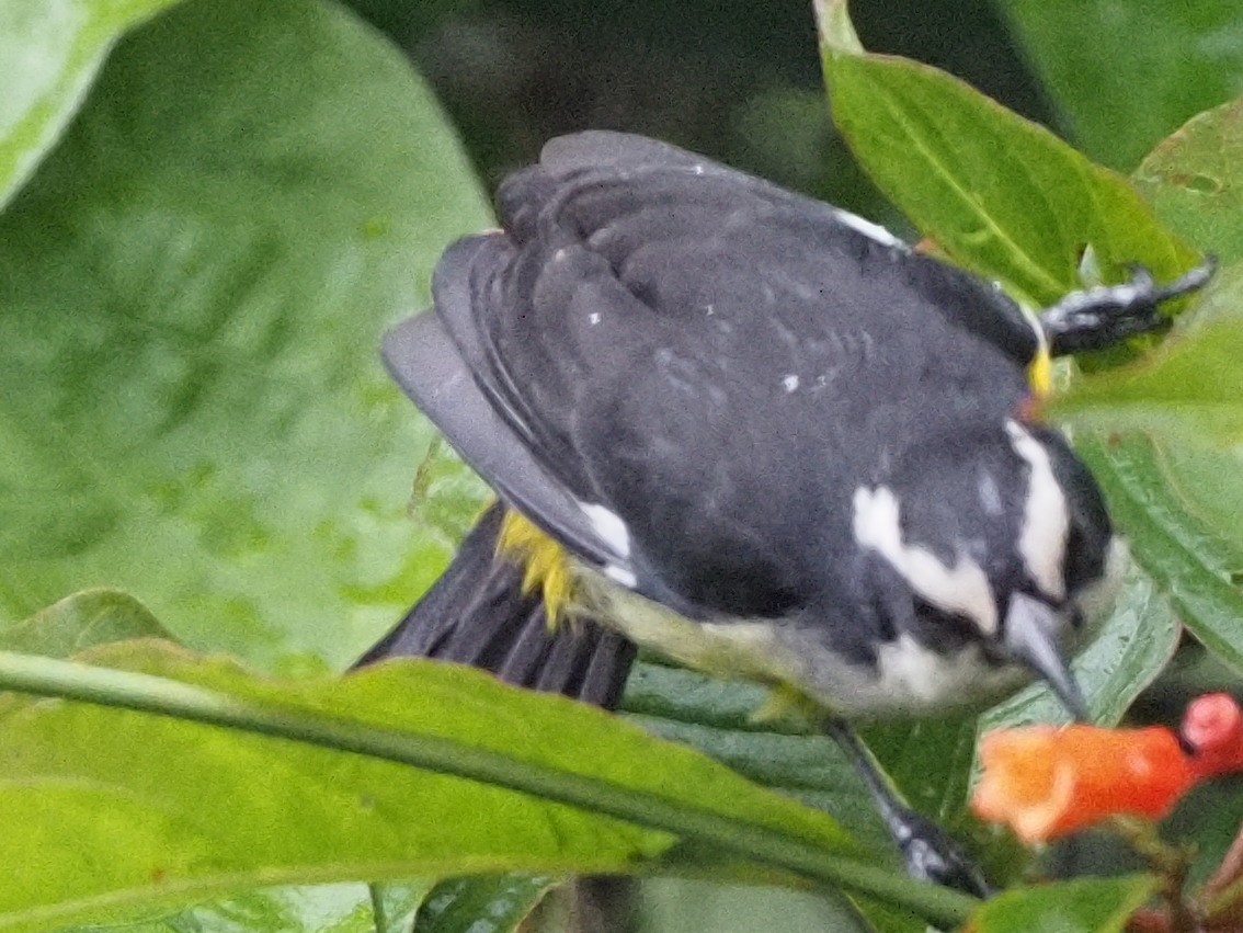 Bananaquit - ML611662609