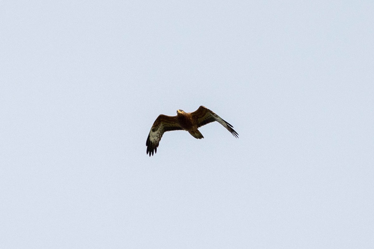 European Honey-buzzard - ML611662781