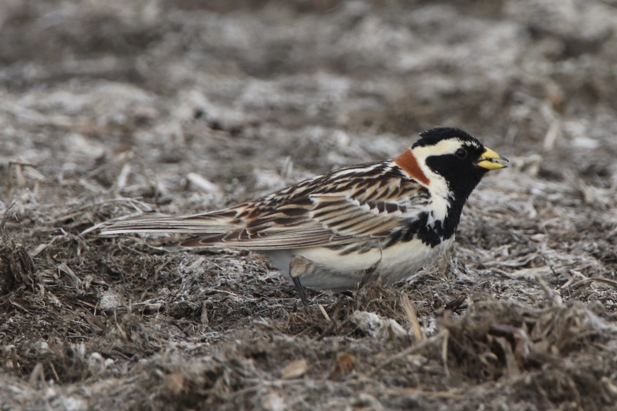 Lapland Longspur - ML611662830