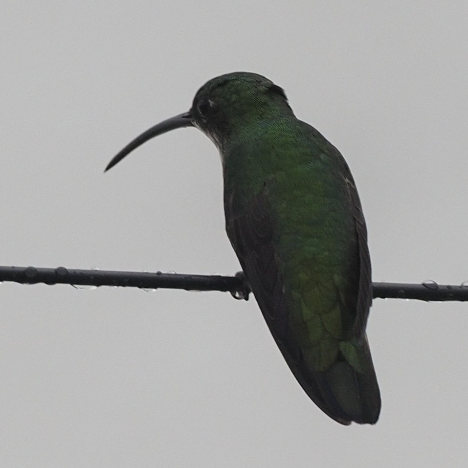 Green-breasted Mango - ML611662842