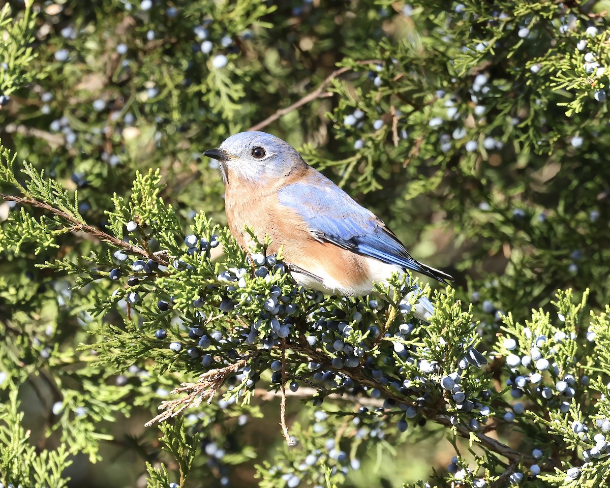 Eastern Bluebird - ML611662856