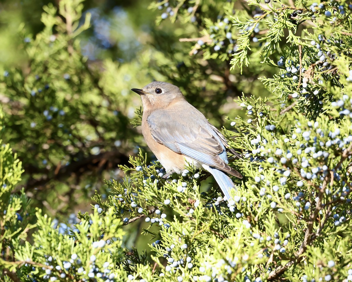 Eastern Bluebird - ML611662857