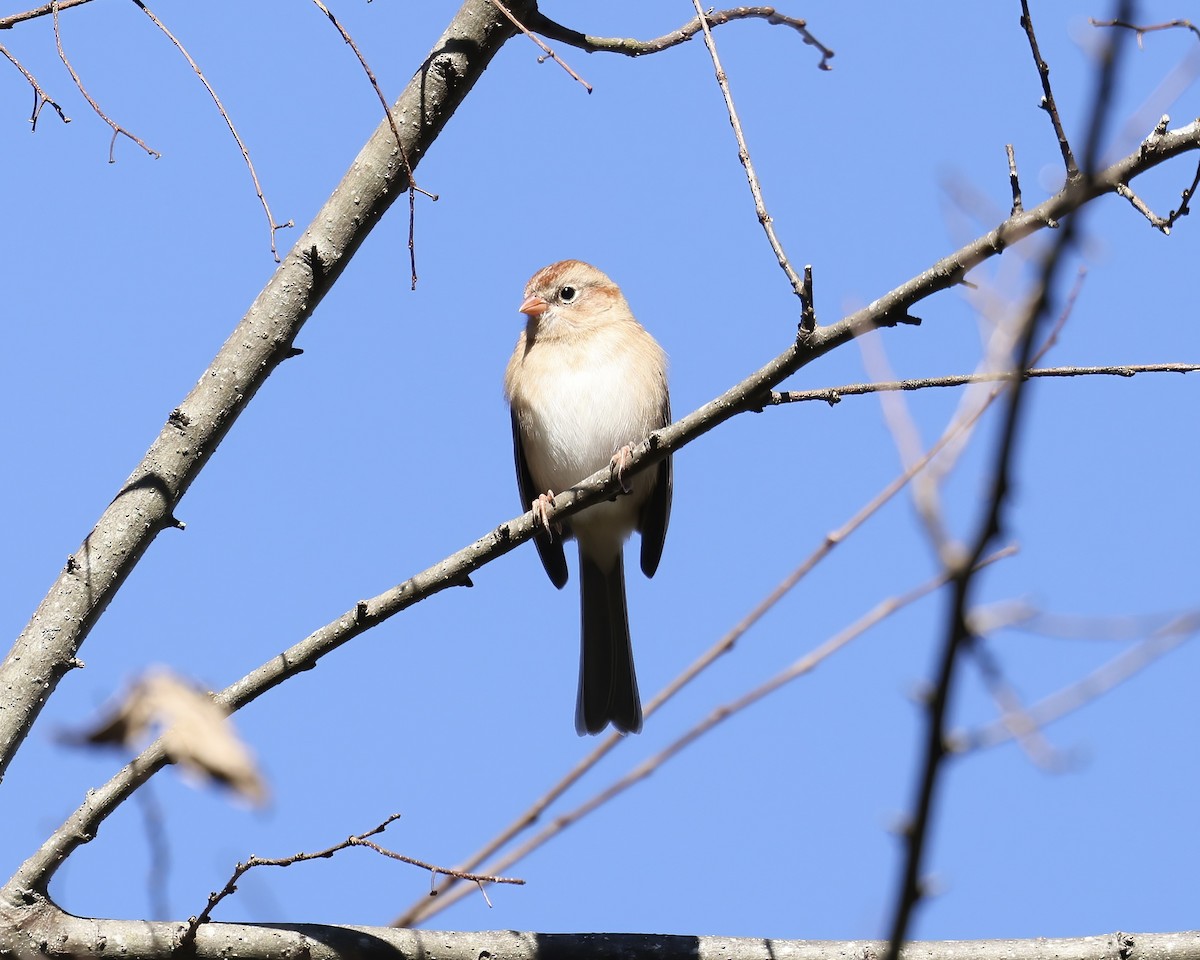 Field Sparrow - ML611662867