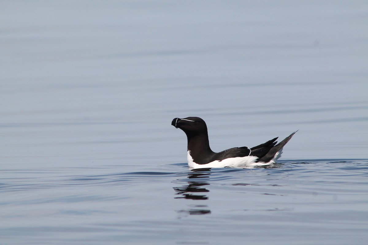 Razorbill - ML611662940