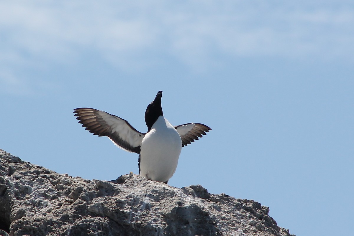 Razorbill - ML611662941