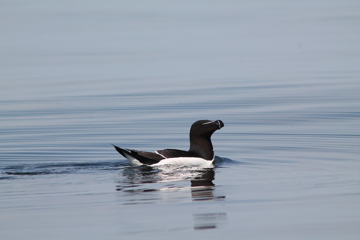 Razorbill - ML611662942