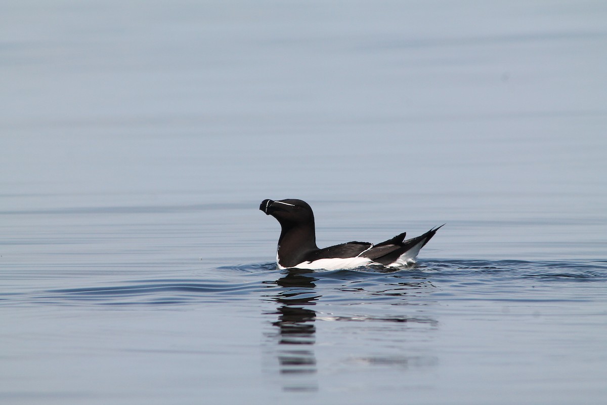 Razorbill - ML611662943