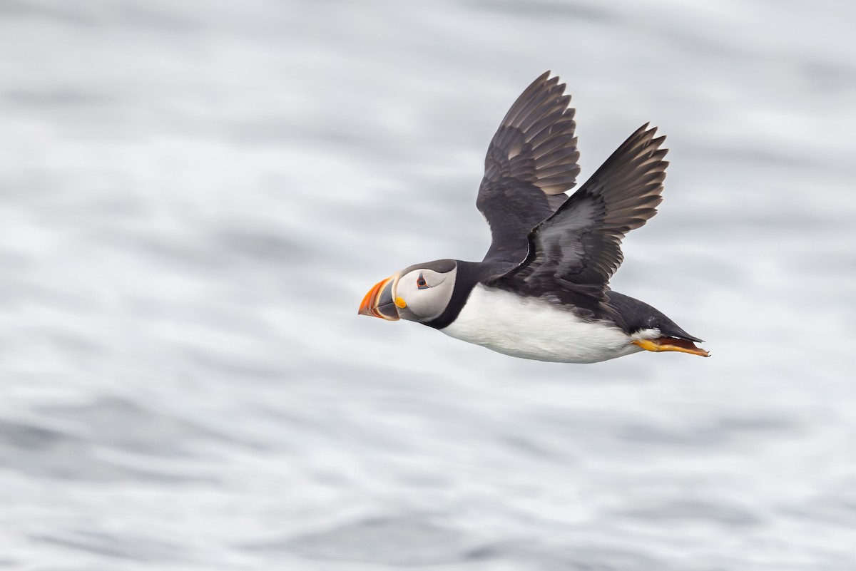 Atlantic Puffin - ML611663097