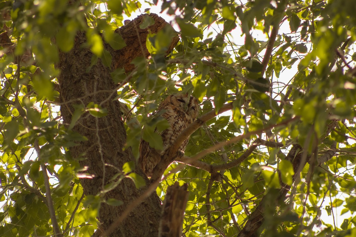 Tawny Owl - Mercedes Sánchez Cantos