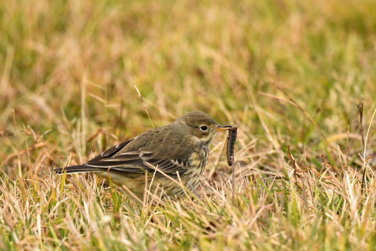 American Pipit - ML611663167