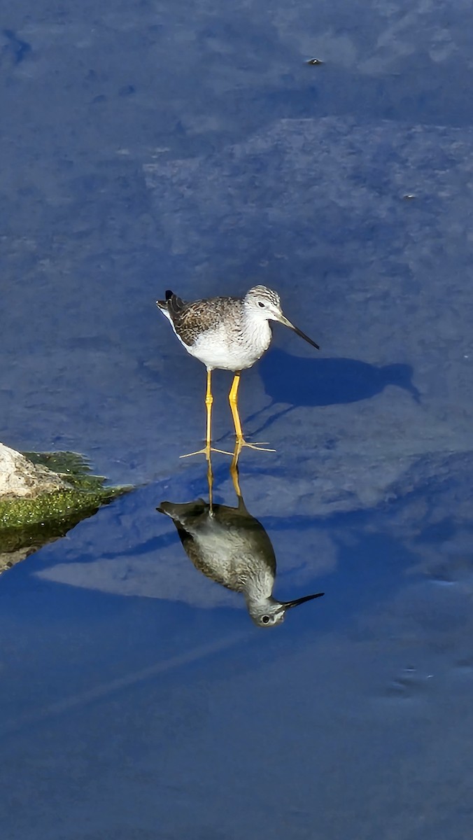 Lesser/Greater Yellowlegs - ML611663174