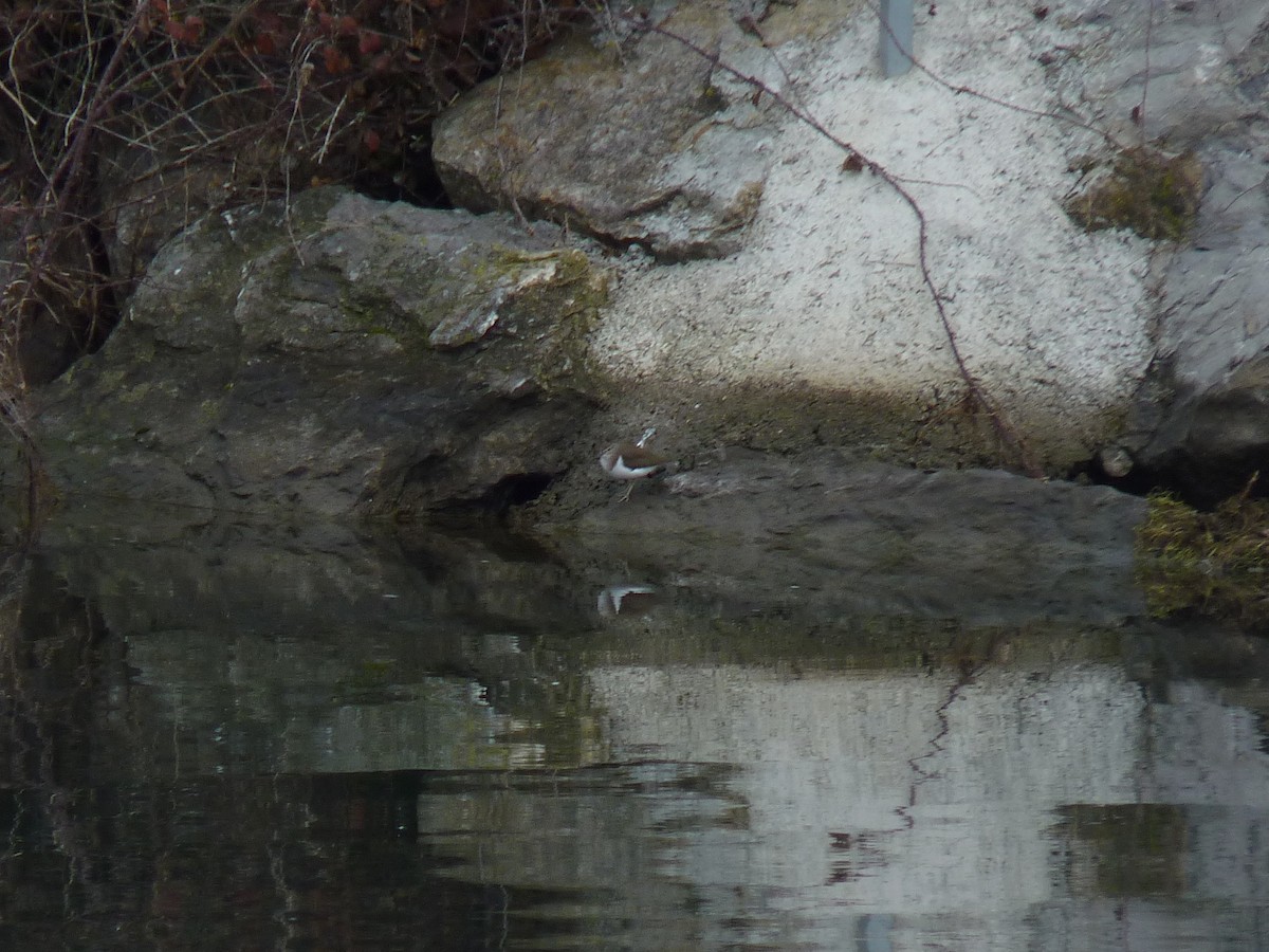 Common Sandpiper - ML611663214