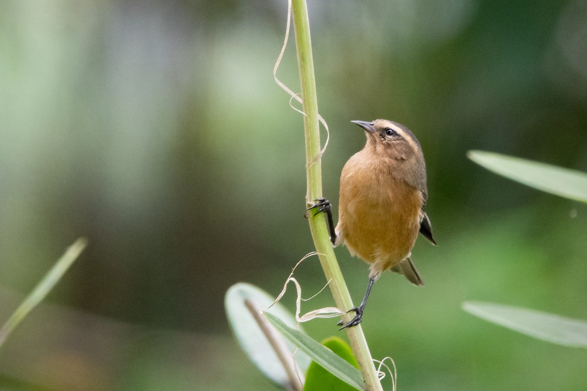 Cinereous Conebill - ML611663217