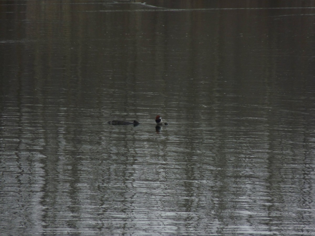 Common Pochard - ML611663254