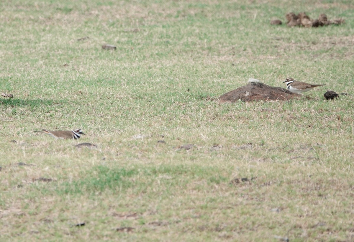 Killdeer - Lindsey Schromen-Wawrin