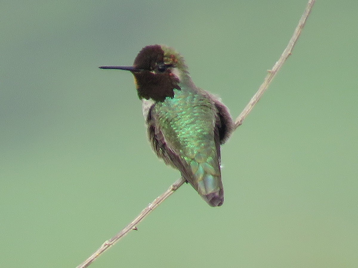 Colibrí de Anna - ML611663438